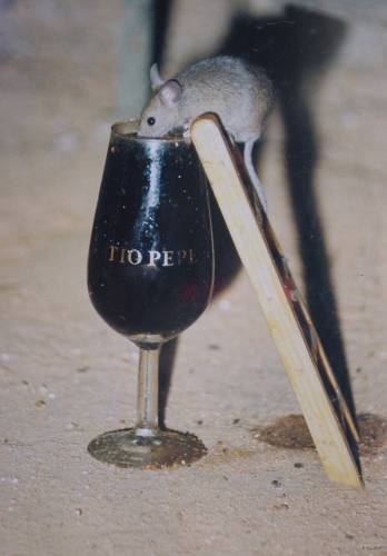 66- La souris buveuse de vin 